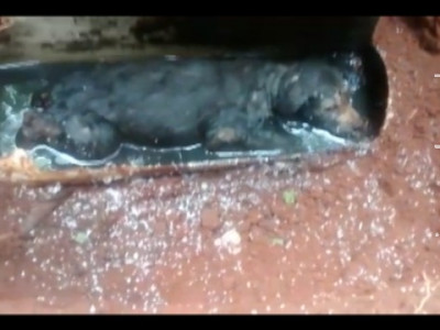 Bombeiros se guiam pelo choro e salvam cão preso em cano Bombeiros se guiam pelo choro e salvam cão preso em cano