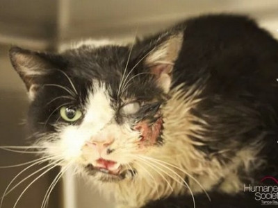 Cinco dias após enterro, "gato-zumbi" reaparece vivo