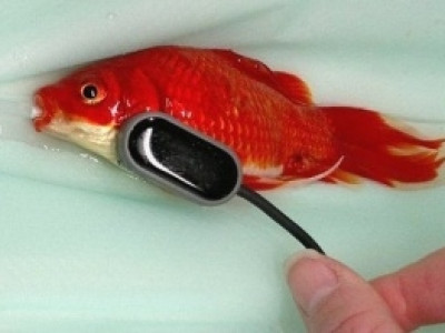 Dono de peixinho dourado paga R$ 1,2 mil para livrá-lo de constipação intestinal