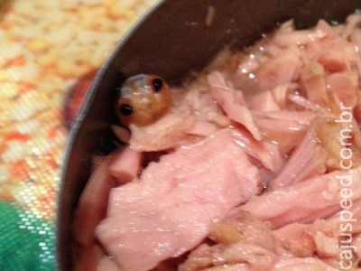 "Criatura misteriosa" em lata de atum era larva de caranguejo