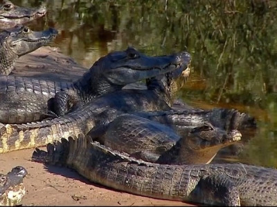 Pantanal é eleito o quarto melhor destino de viagem do mundo