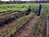 Prefeitura de Maracaju incentiva agricultura familiar e garante merenda de qualidade