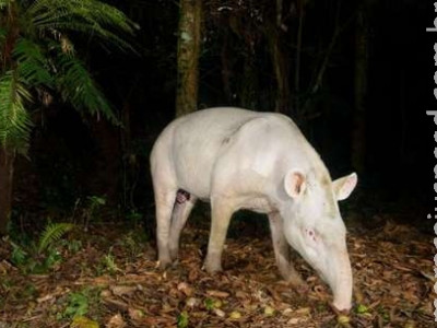  Anta albina rara é fotografada em floresta brasileira