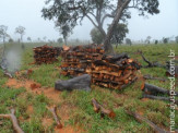 PMA autua fazendeira paulista em R$ 10 mil por extração ilegal de madeira