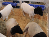 Ovinocultura: produtores e empresários falam sobre produção de cordeiros no Brasil