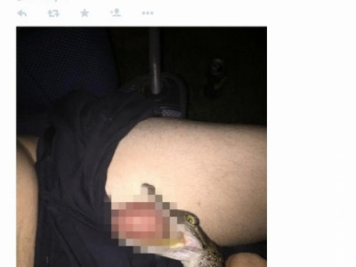 Foto enviada a site de notícias assusta: crocodilo mordendo testículos