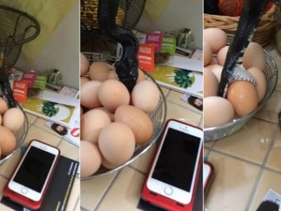Mulher encontra cobra tentando devorar ovo em sua casa