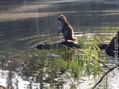 Guaxinim pega “carona” em jacaré na Flórida Guaxinim pega “carona” em jacaré na Flórida