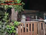 Maracaju: Bombeiros capturam ouriço cacheiro em residência na Vila Juquita