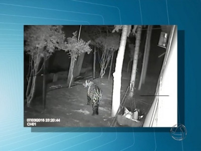 Onça-pintada visita casa de pescador no Pantanal, MS; veja vídeo Onça-pintada visita casa de pescador no Pantanal, MS; veja vídeo