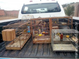 PMA autua traficante em R$ 9 mil por vender e manter aves silvestres ilegalmente em cativeiro