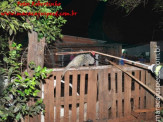 Maracaju: Bombeiros capturam ouriço cacheiro em residência na Vila Juquita
