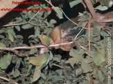 Bombeiros de Maracaju capturam tamanduá-mirim em uma árvore