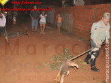 Bombeiros de Maracaju capturam tamanduá-mirim em uma árvore