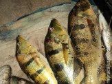 PMA prende pescador por pesca predatória com uso de arpão