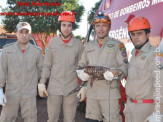 Bombeiros de Maracaju capturam Jacaré em pátio de empresa na Av. Marechal Floriano Peixoto