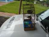 PMA autua traficante preso pela ROTAI em R$ 1 mil por manter aves ilegalmente em cativeiro
