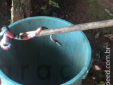 Maracaju: Corpo de Bombeiros captura cobra coral em parede de poço de água no Bairro Biquinha