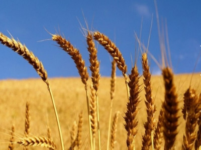 FAO pede práticas mais sustentáveis para assegurar produção futura de cereal