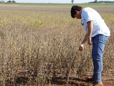 Atraso em colheita diminui qualidade da soja e prejudica plantio do milho