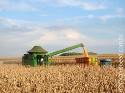 Colheita do milho avança em MS e derruba preço do grão em 24%