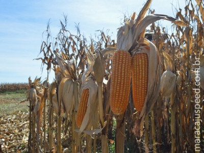 Colheita do milho 2ª safra chega a 15% das lavouras de Mato Grosso do Sul