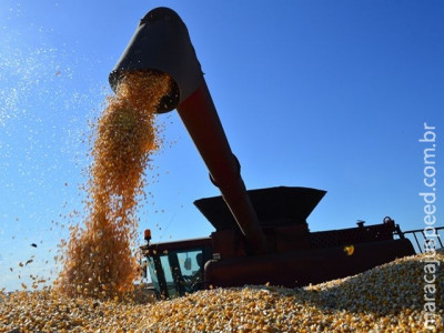 Levantamento aponta que 26% do milho 2ª safra já foi colhido no Estado