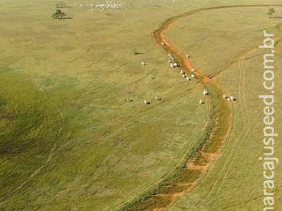 PMA autua empresa em R$ 195,4 mil por manter gado destruindo nascentes de rio