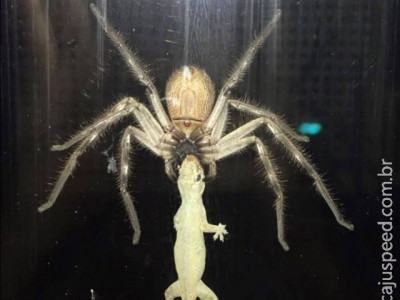 Mulher flagra aranha enorme capturando lagarto