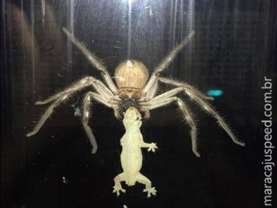  Australiana flagra aranha enorme capturando lagarto