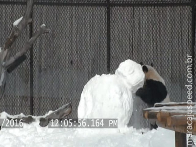  Panda gigante destrói boneco de neve no zoológico de Toronto