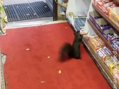  Esquilo é flagrado roubando barra de chocolate de loja no Canadá