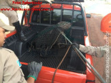 Maracaju: Bombeiros realizam captura de animais silvestre: capivara, cateto e jiboia em perímetro urbano