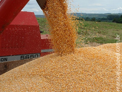 Economista analisa perspectivas de mercado para safra de milho