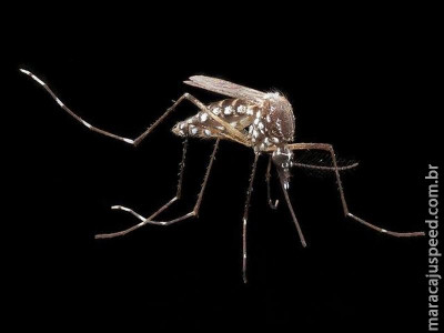 Aedes resistente ao vírus da dengue é criado por pesquisadores dos EUA  Aedes resistente ao vírus da dengue é criado por pesquisadores dos EUA