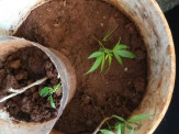 Maracaju: Três menores e uma jovem foram apreendidos após perseguição com moto roubada e três pés de maconha são encontrados em residência Maracaju: Três menores e uma jovem foram apreendidos após perseguição com moto roubada e três pés de maconha são encontrados em residência