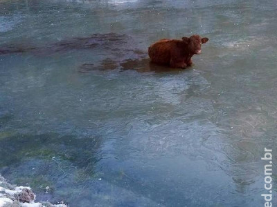 Vaca é resgatada após ficar entalada em lago parcialmente congelado  Vaca é resgatada após ficar entalada em lago parcialmente congelado