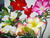 Maracaju: Festival terá grande variedade de “orquídeas e rosas do deserto”