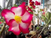 Maracaju: Festival terá grande variedade de “orquídeas e rosas do deserto”
