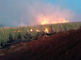 Maracaju: PMA autua usina unidade Tonon Bioenergia Unidade Vista Alegre em R$ 25 mil por incêndio em lavoura de cana sem autorização