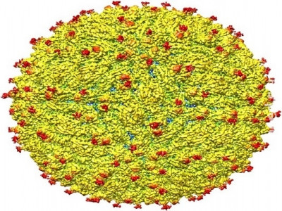  Vírus da zika afeta testículos, segundo estudo
