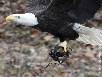  Voluntários tentam localizar águia com armadilha presa na garra nos EUA