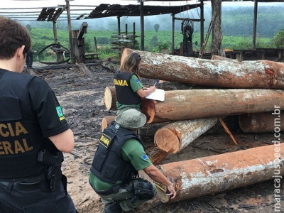 PF realiza operação contra extração ilegal de madeira