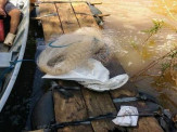 PMA prende pescador em flagrante por pescar com tarrafa no rio Miranda