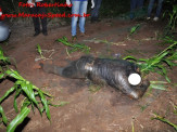 Maracaju: Corpo de Antônio Carlos de Souza Matos (50), conhecido também por “Robozinho” é encontrado em milharal