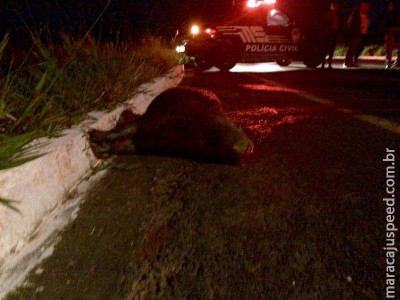 Mulheres atropelam capivara a caminho de festa e uma tem traumatismo Mulheres atropelam capivara a caminho de festa e uma tem traumatismo