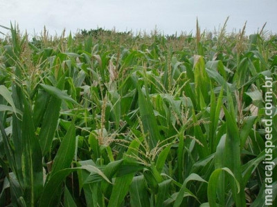 Colheita do milho da safra de inverno está prevista para o final de junho em MS