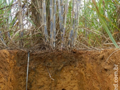 Compactação do solo em canaviais é tema de estudo