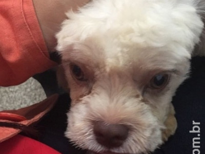 Polícia Civil recupera cachorro furtado avaliado em mais de R$ 1.000,00