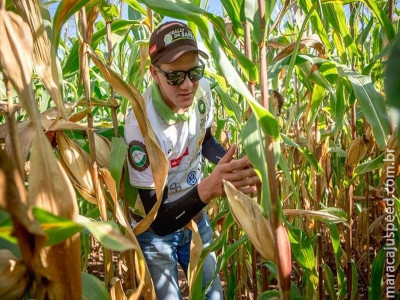 Rally da Safra 2017 avalia lavouras de milho safrinha em Dourados